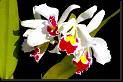 Cattleya x Beatriz * Eduardo Prez Garca * Eduardo Prez Garca